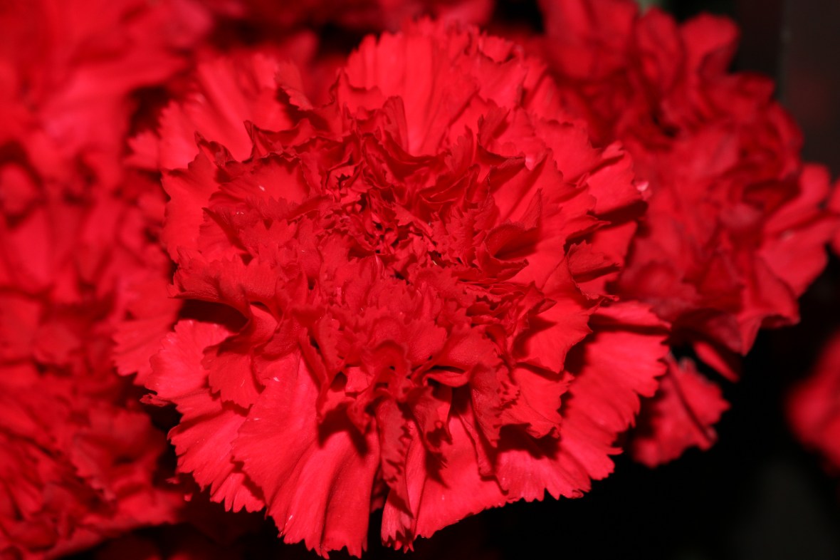 Floral Portrait Series: Red Carnations