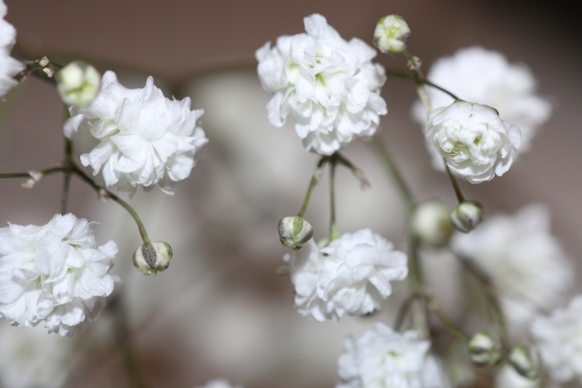 Floral Portrait Series: Babies Breath