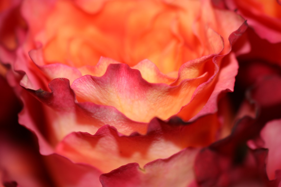 Floral Portrait Series: Free Spirits Macro