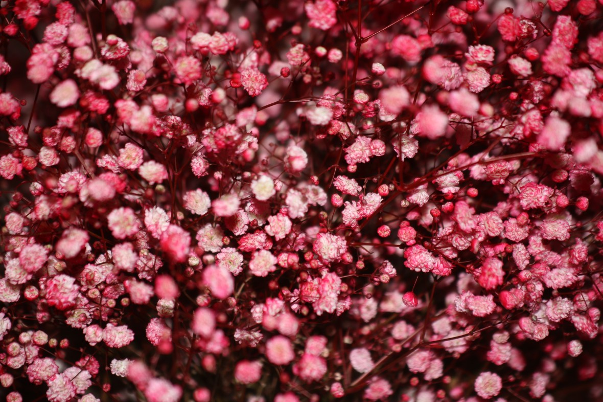 Floral Portrait Series: Baby's Breath (Red)