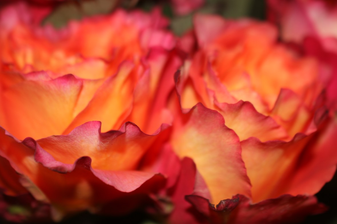 Floral Portrait Series: Free Spirits Macro II