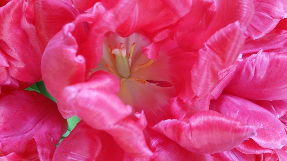 Hot Pink Parrot Tulips (Macro)