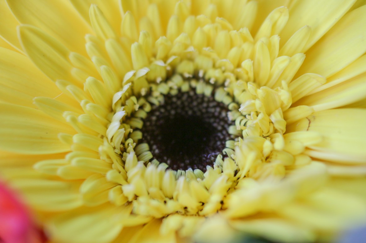 Eye Of The Yellow Gerbera (Macro)