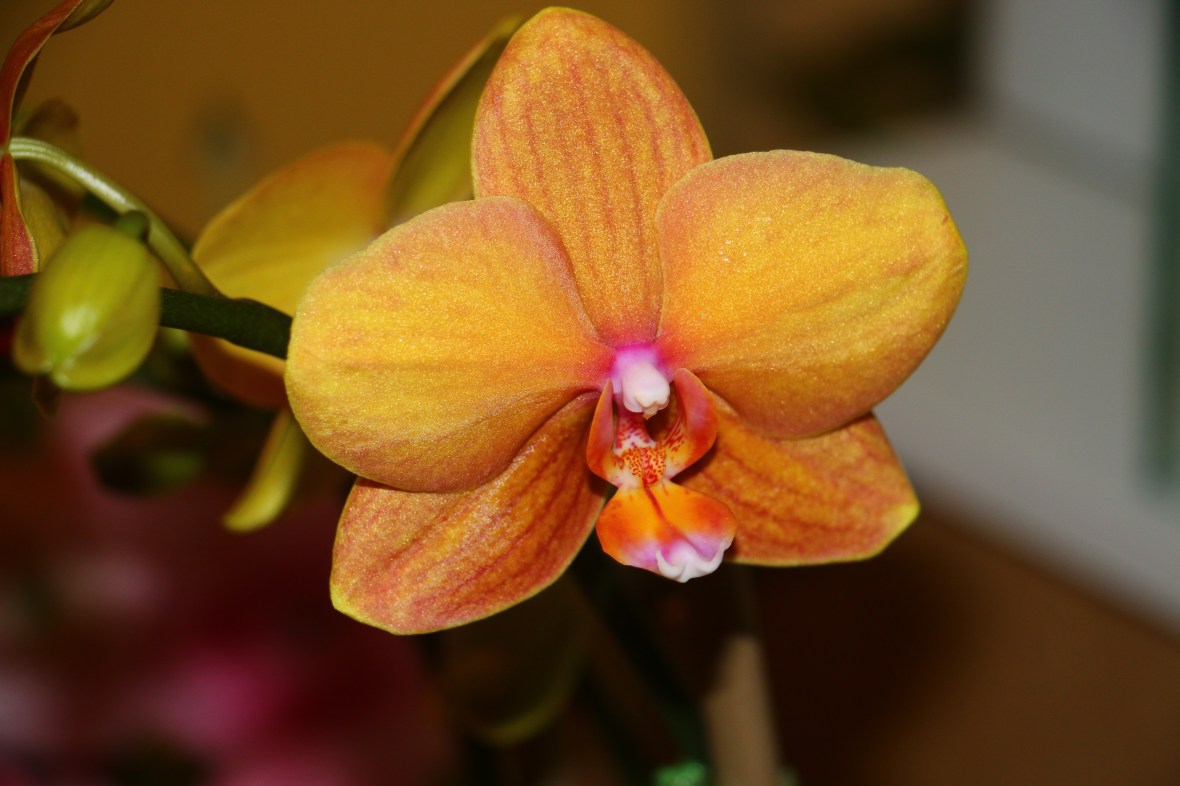 Golden Honey & Pink Throated Phalaenopsis Orchid