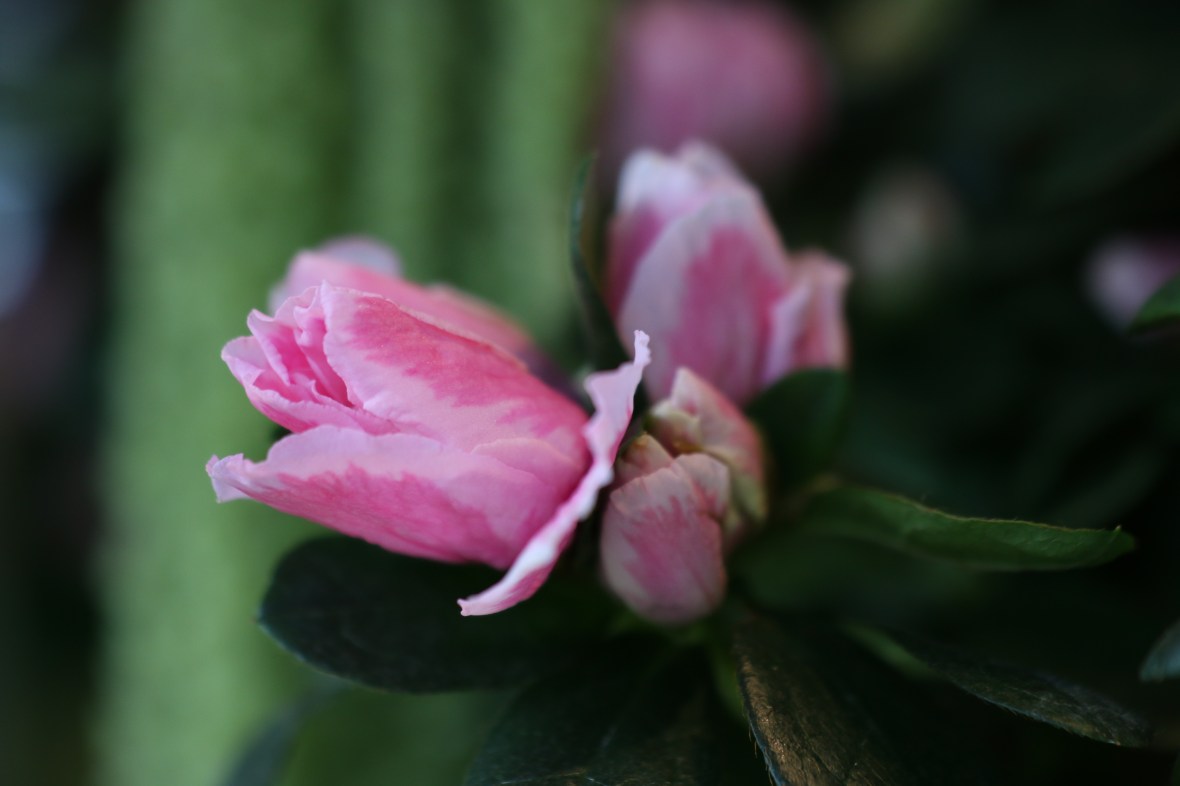 Shot on location @ J Cellan Designs Boutique, East Harlem, NY