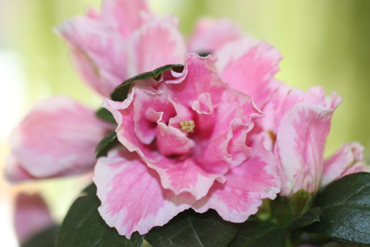 Shot on location @ J Cellan Designs Boutique, East Harlem, NY