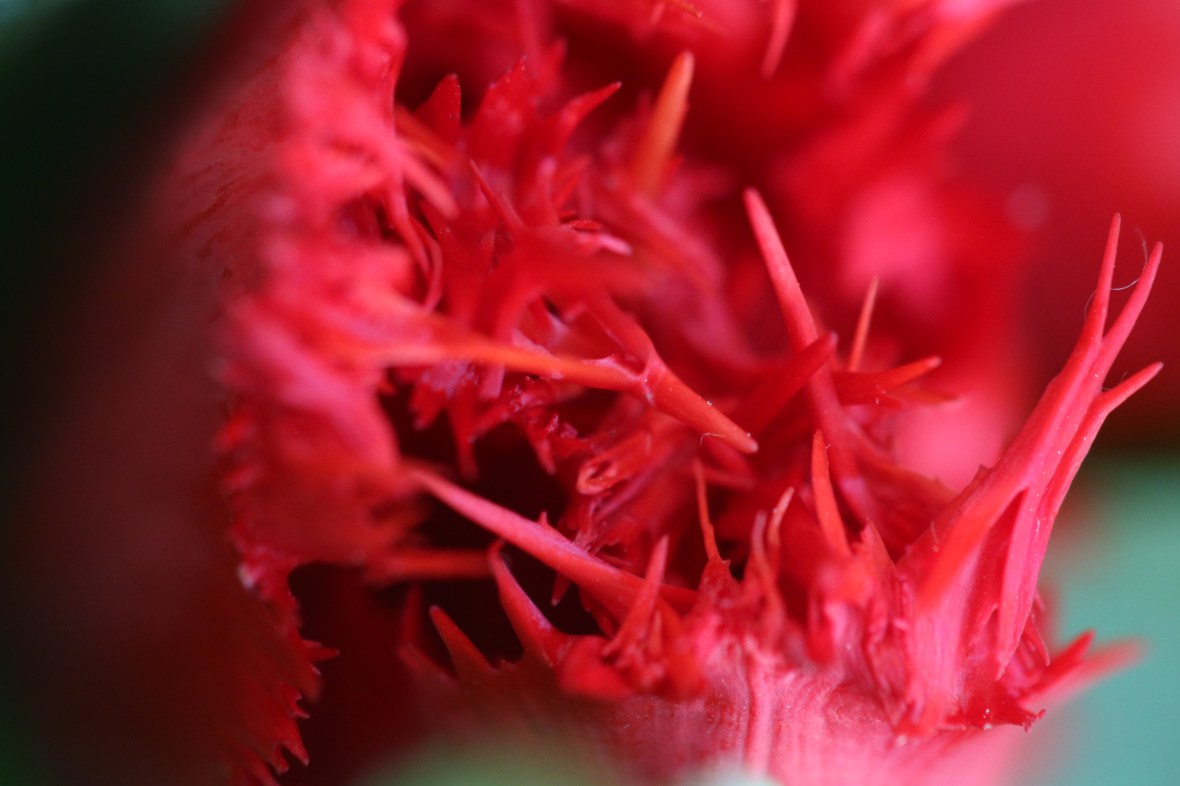 Red Flame Tulips Super Close Up