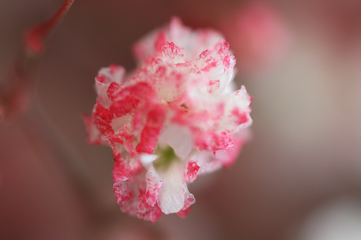 Shot on location @ J Cellan Designs Boutique, East Harlem, NY