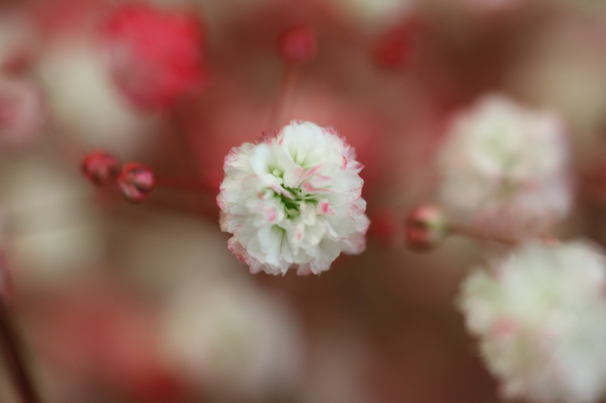 Red Pink & White Baby's Breath Macro