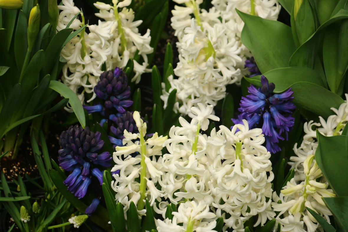 White & Blue Hyacinths II