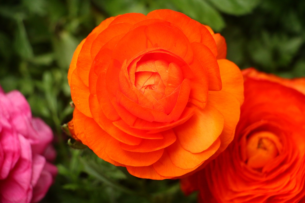 Sunkist Orange Rananculus