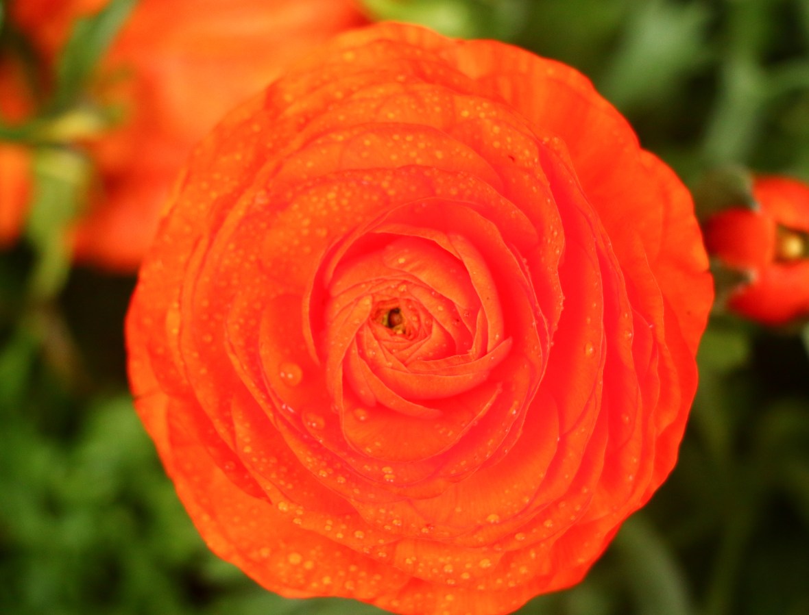 The Sunkist Orange Rananculus Macro II
