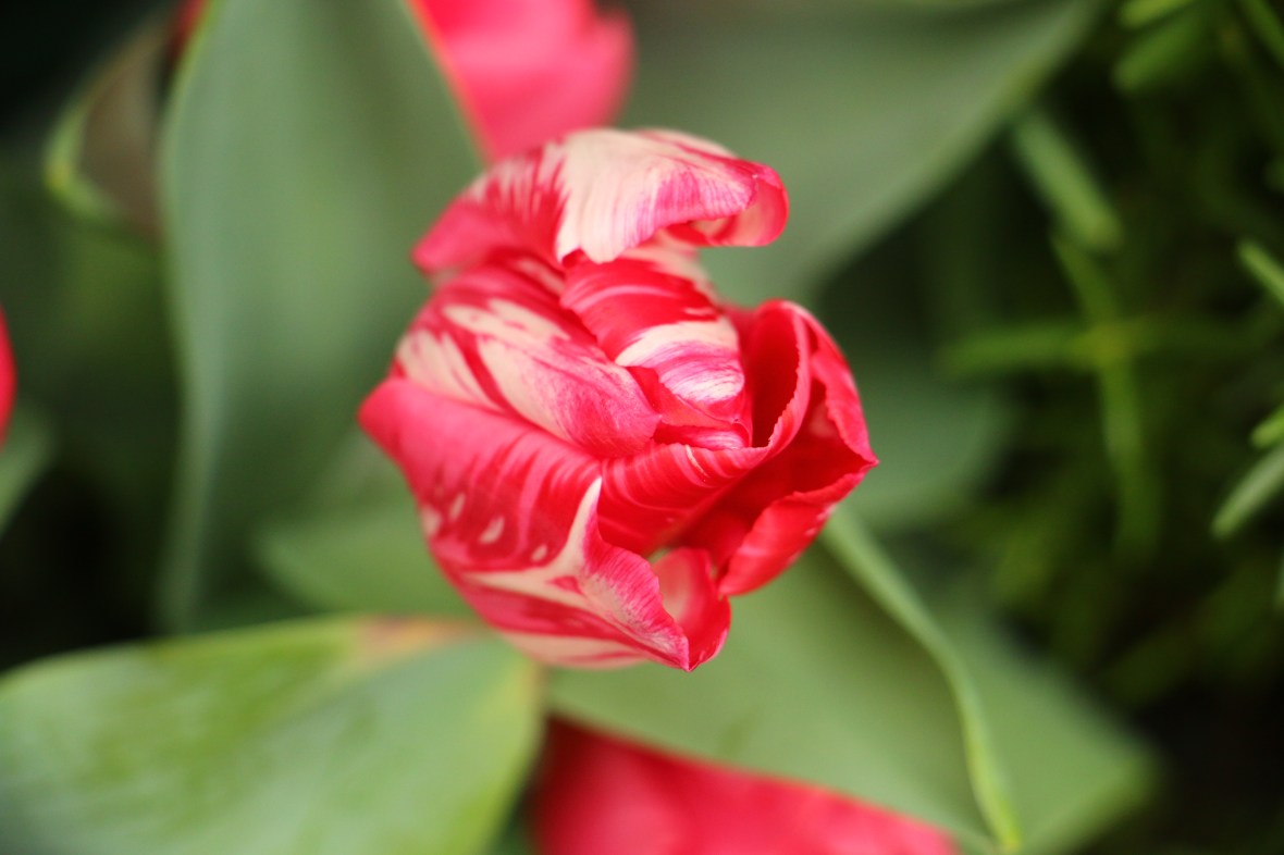 Variegated Red & White Tulip Macro