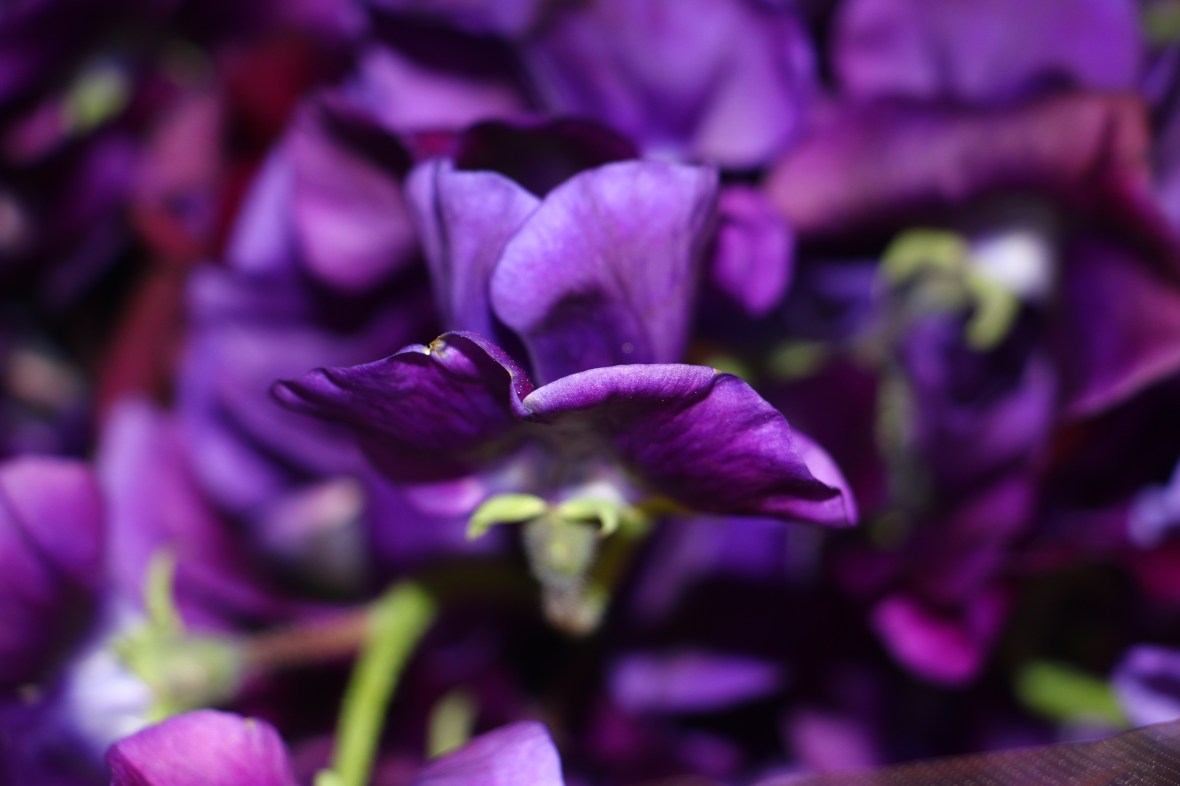 Sweet Pea aka Lathryus Real Deep Purple (Macro)