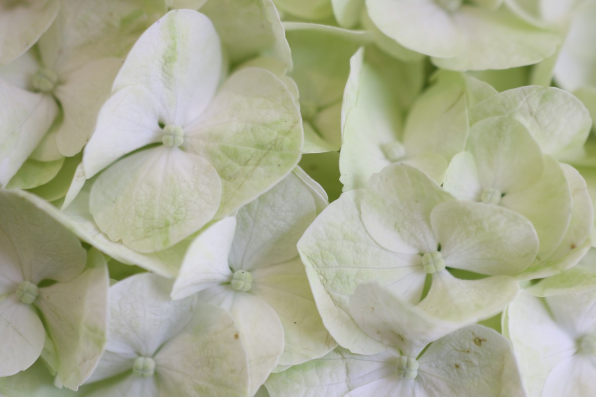 Pale Green Hydrangea Macro