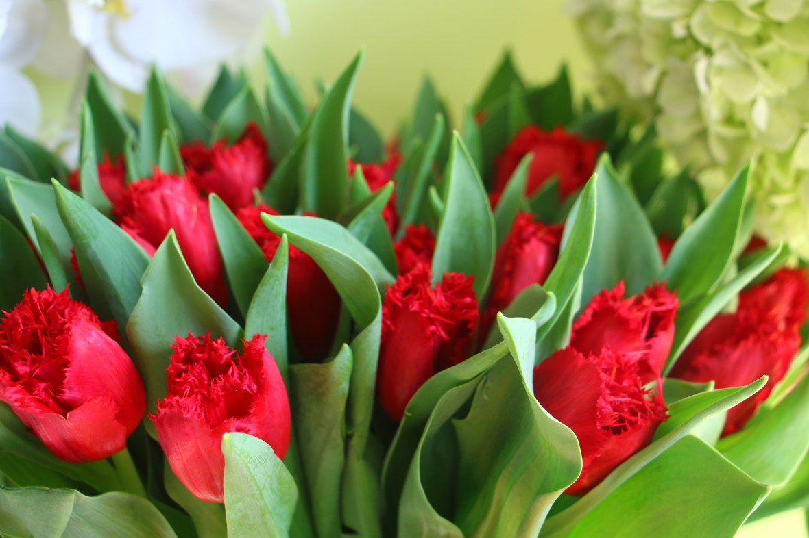 Red Flame Tulips @ J Cellan Designs Boutique, NYC