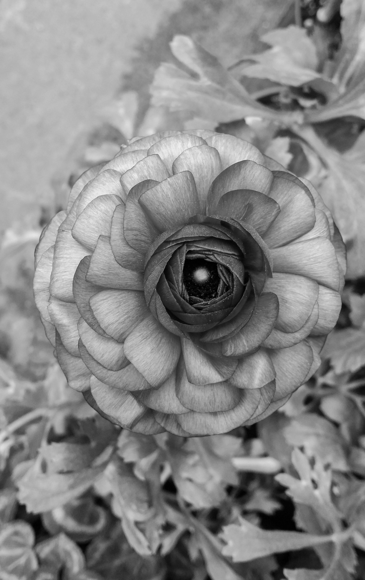 The Rananculus B + W