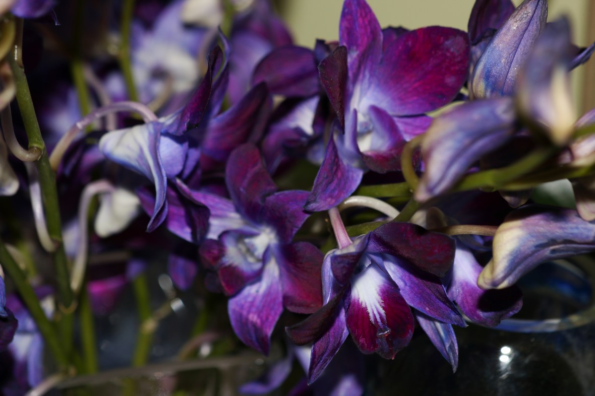 These are actually dyed the color that they appear.