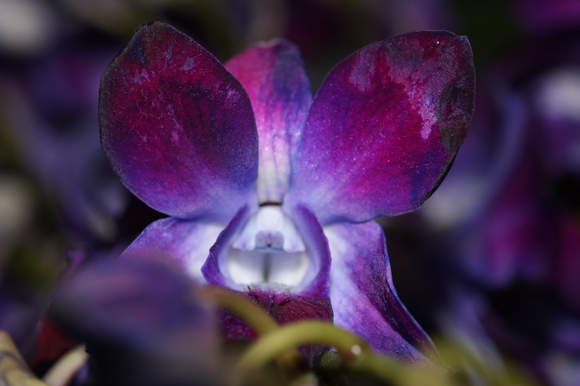 Dark Purple Orchid (Macro)
