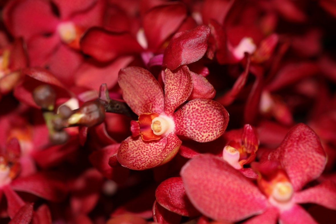 Red Speckled Orchid