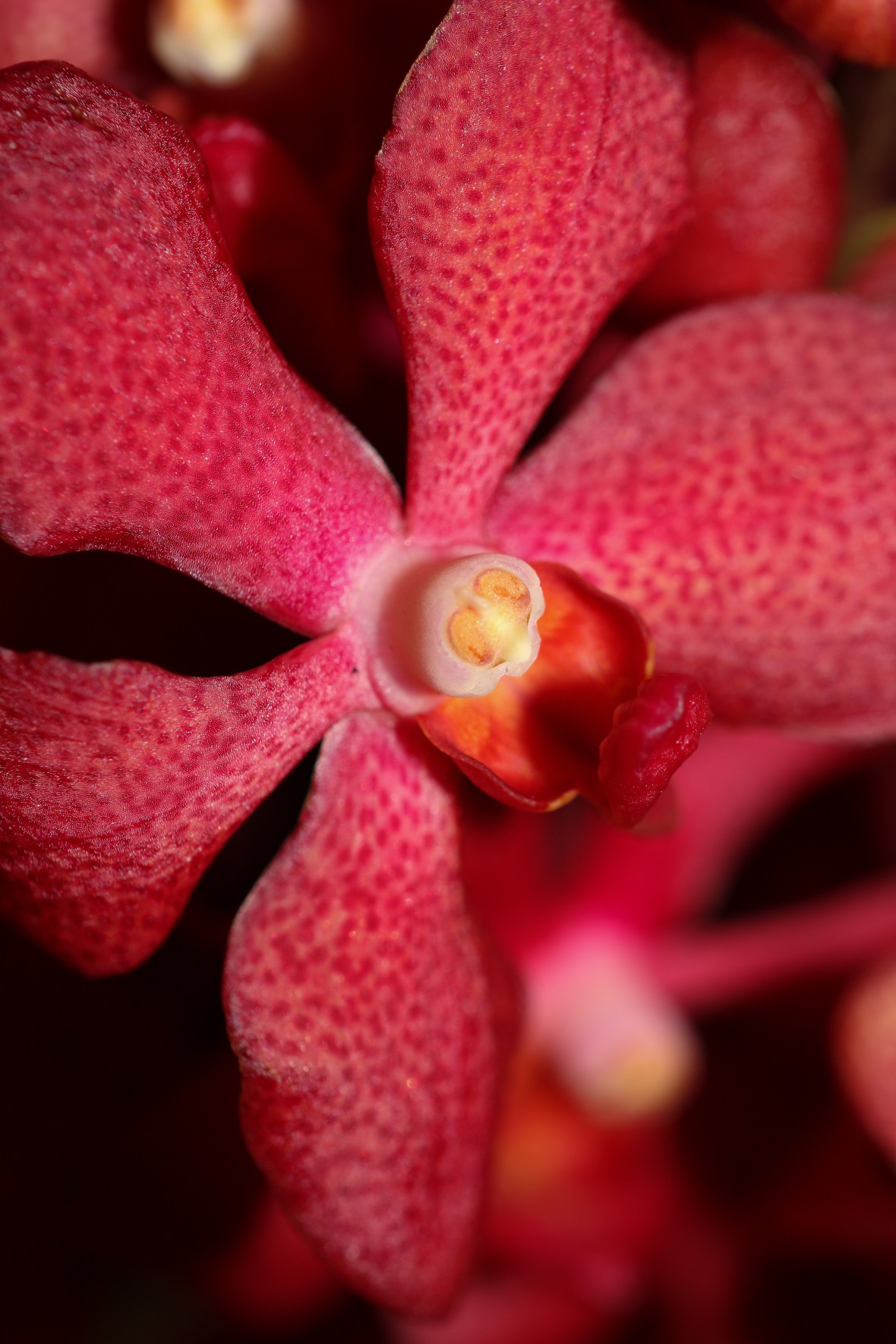 Red Speckled Orchid 2