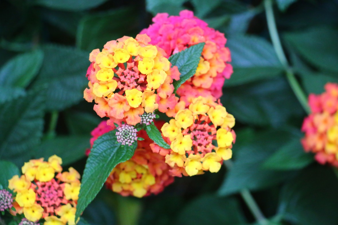 Pink & Yellow Lantanas