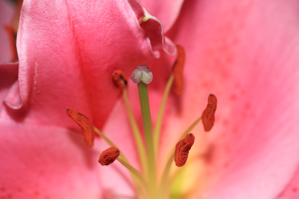 Center Of A Stargazer Lily Macro Shot