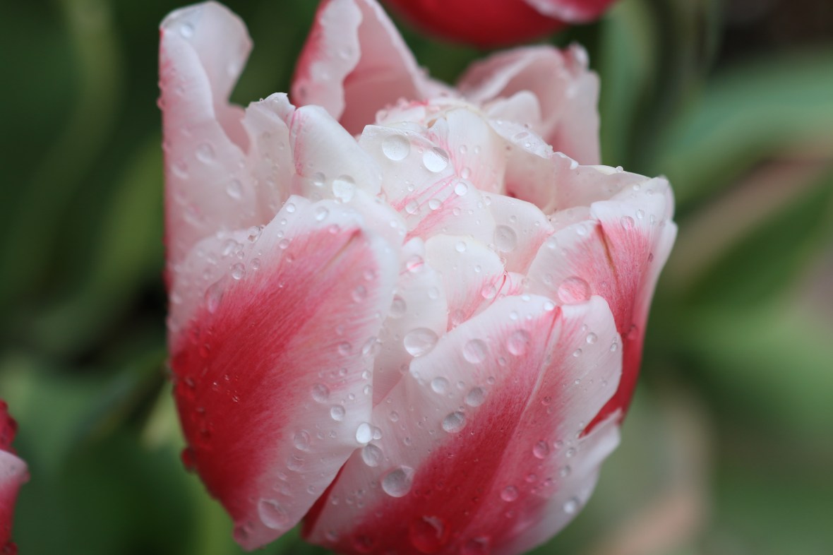 Rain Kissed Variegated REd & White Tulip Macro
