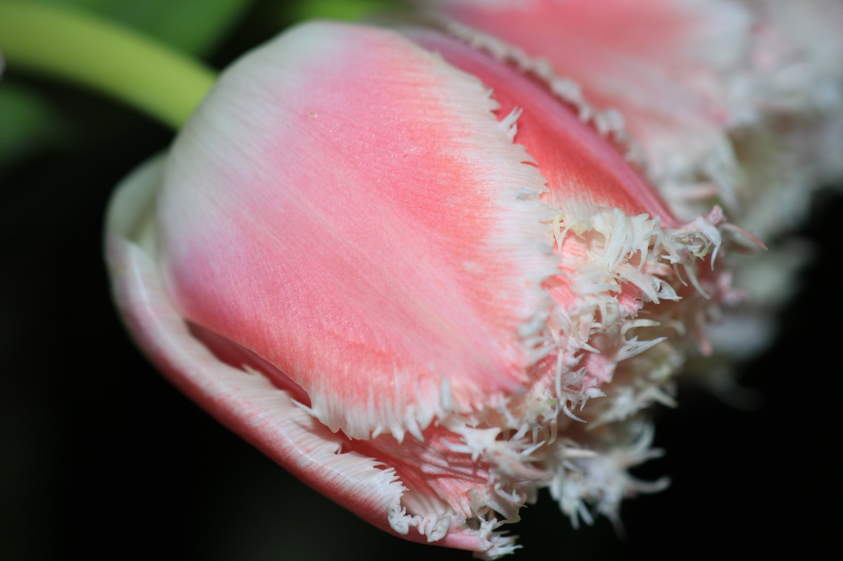 Pink & White Flame Tulips "Dramatic" Macro