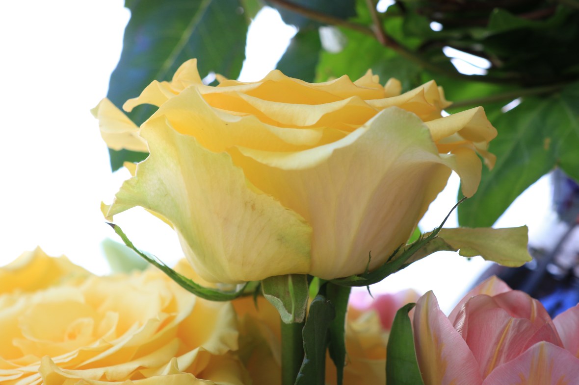 Golden Yellow Garden Rose II