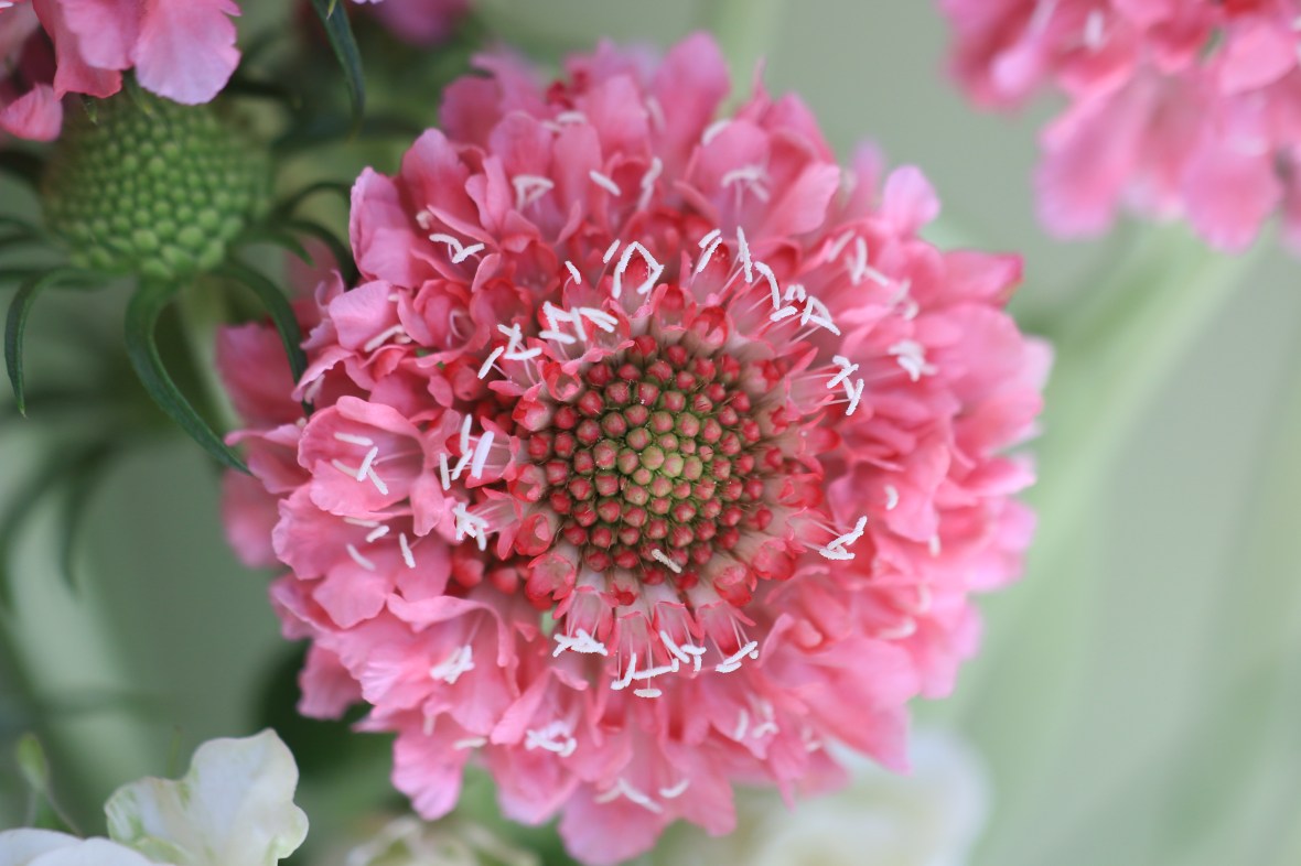 Scabiosa III