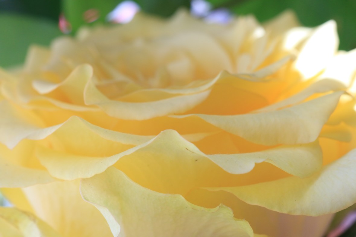Golden Yellow Garden Rose Macro