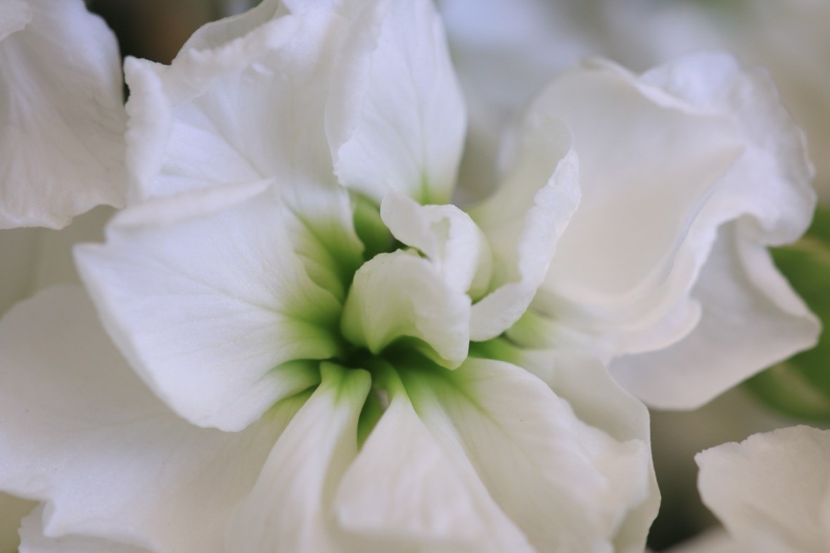 White Stalk Flower Macro