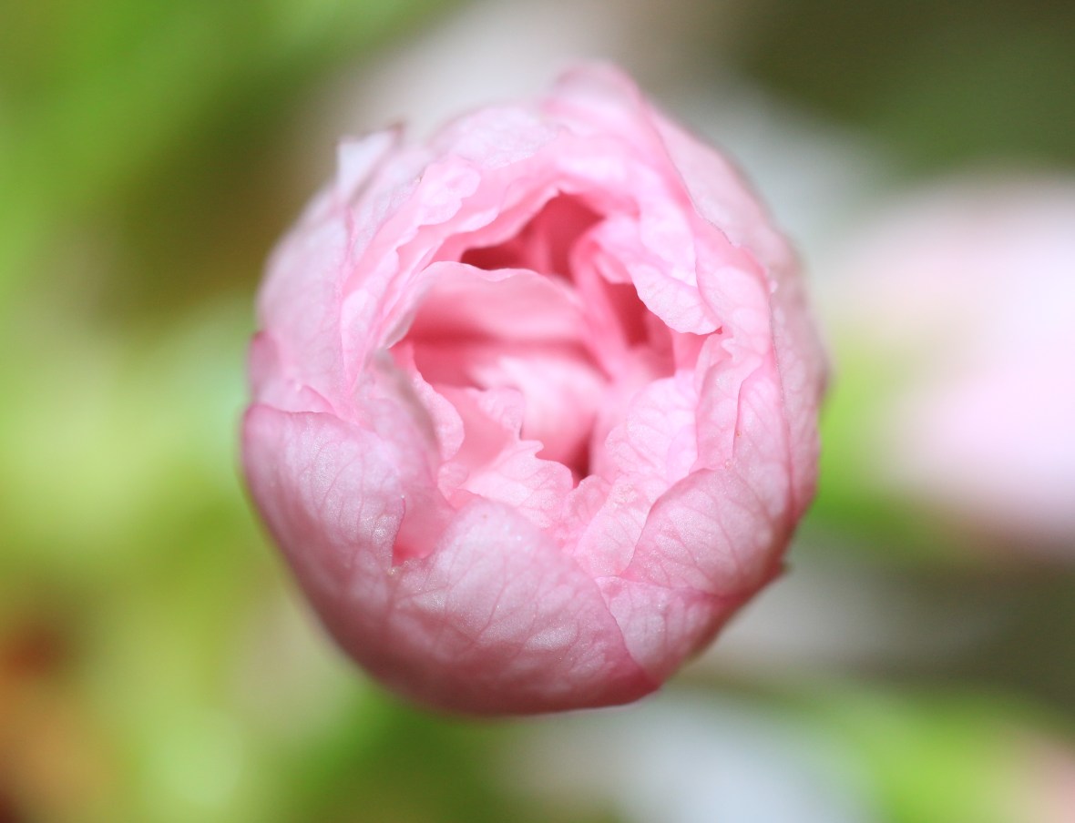 Cherry Blossom Bud (Macro)