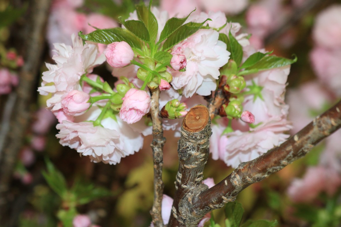 Cherry Blossom Branches