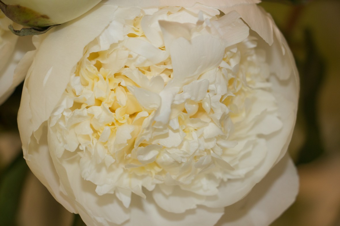 The Open White Peony