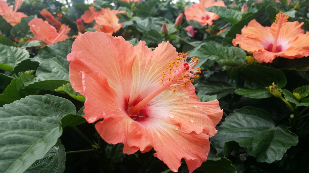 Peach Hibiscus