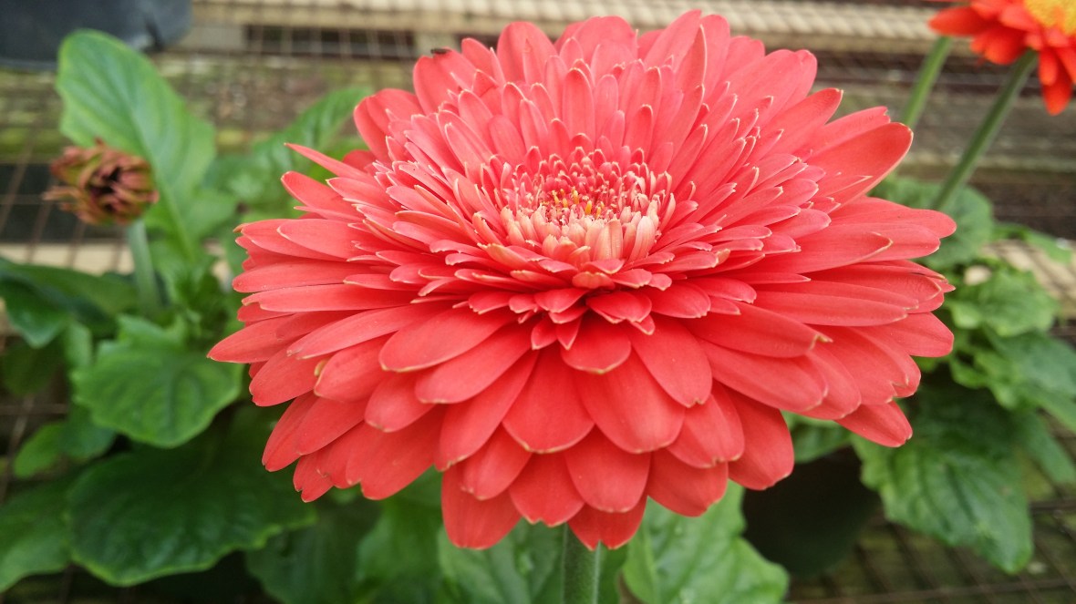 Pink Gerbera Daisy
