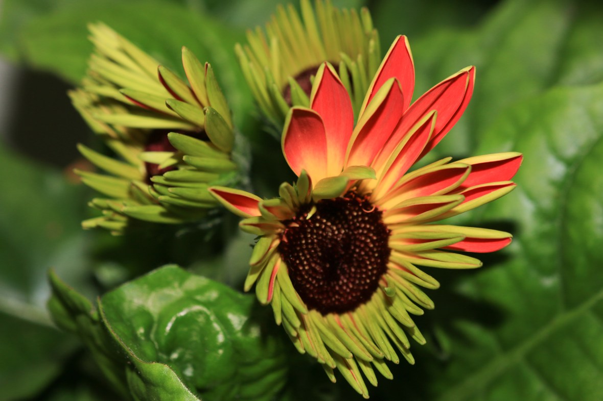 Young Gerbera Daisy