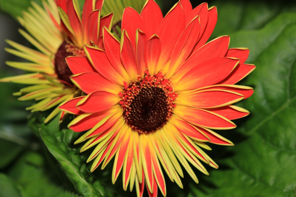 Orange Gerbera Daisy: Center Flame