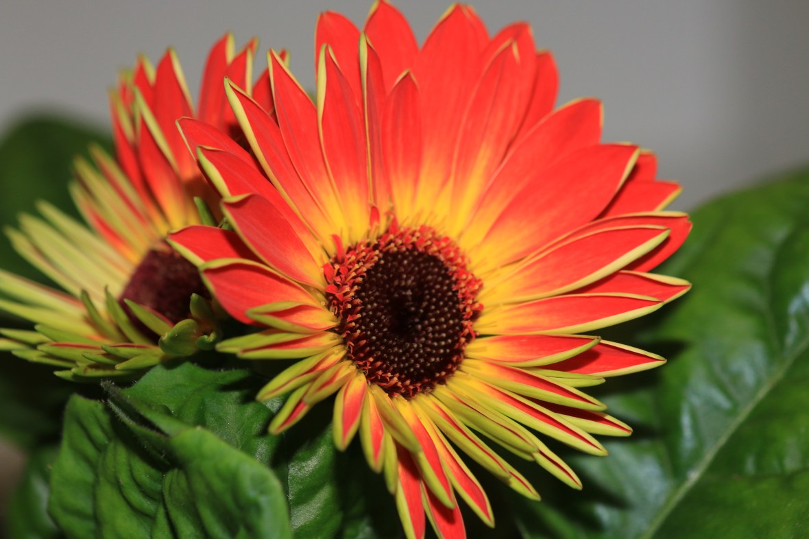 Young Gerbera Daisy: Sitting on a Hill