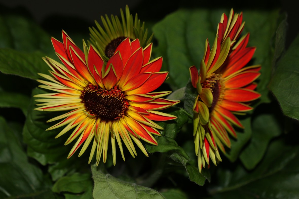 Young Gerbera Daisy: Orange