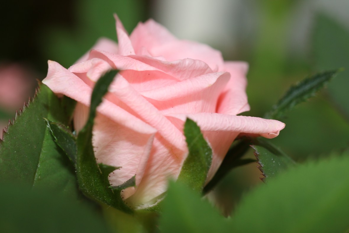 The mini pink rose "deuce" macro