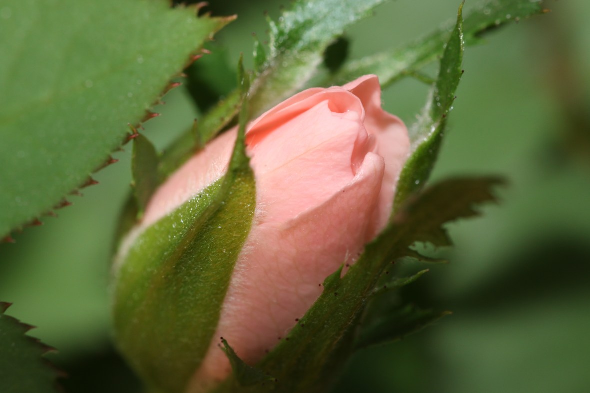 The Mini Pink Rose Bud (Macro)