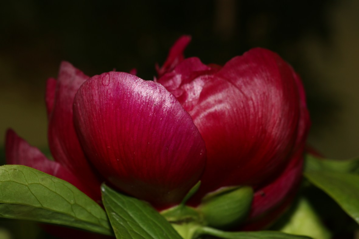 Red Peony Opening