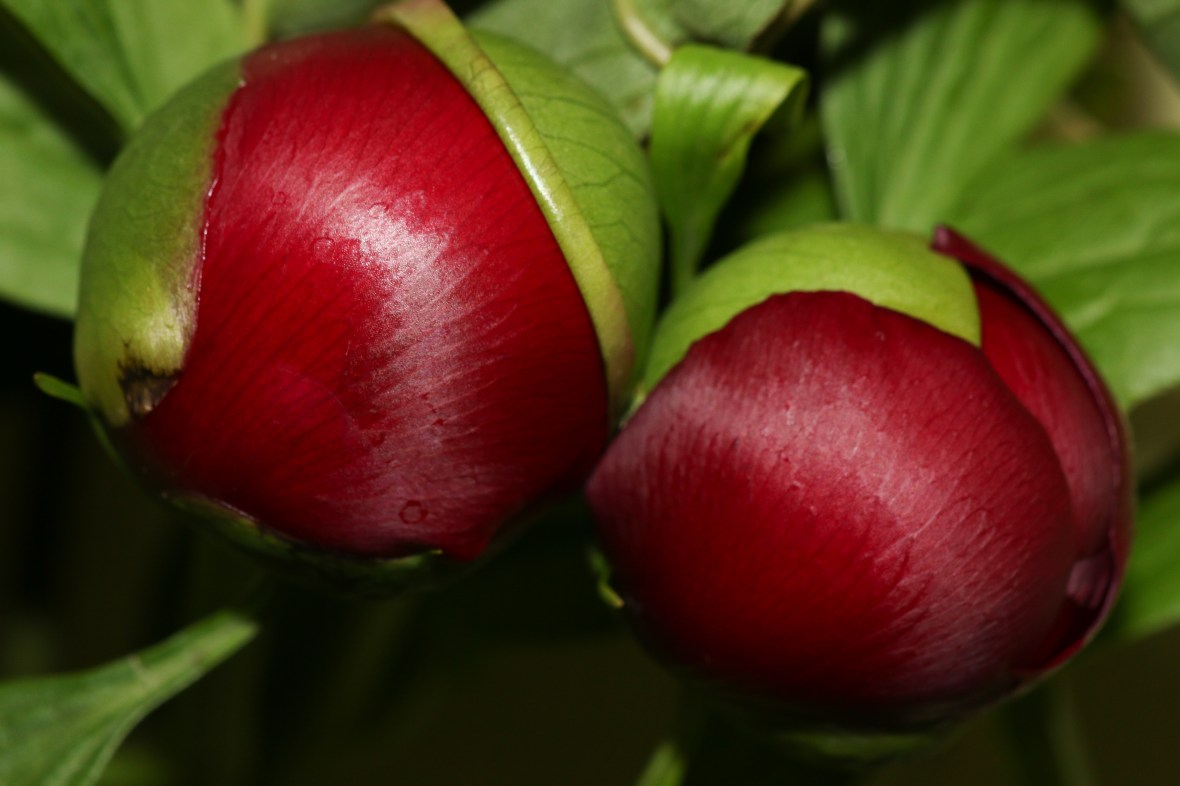 Red Peony Bulbs Macro 2