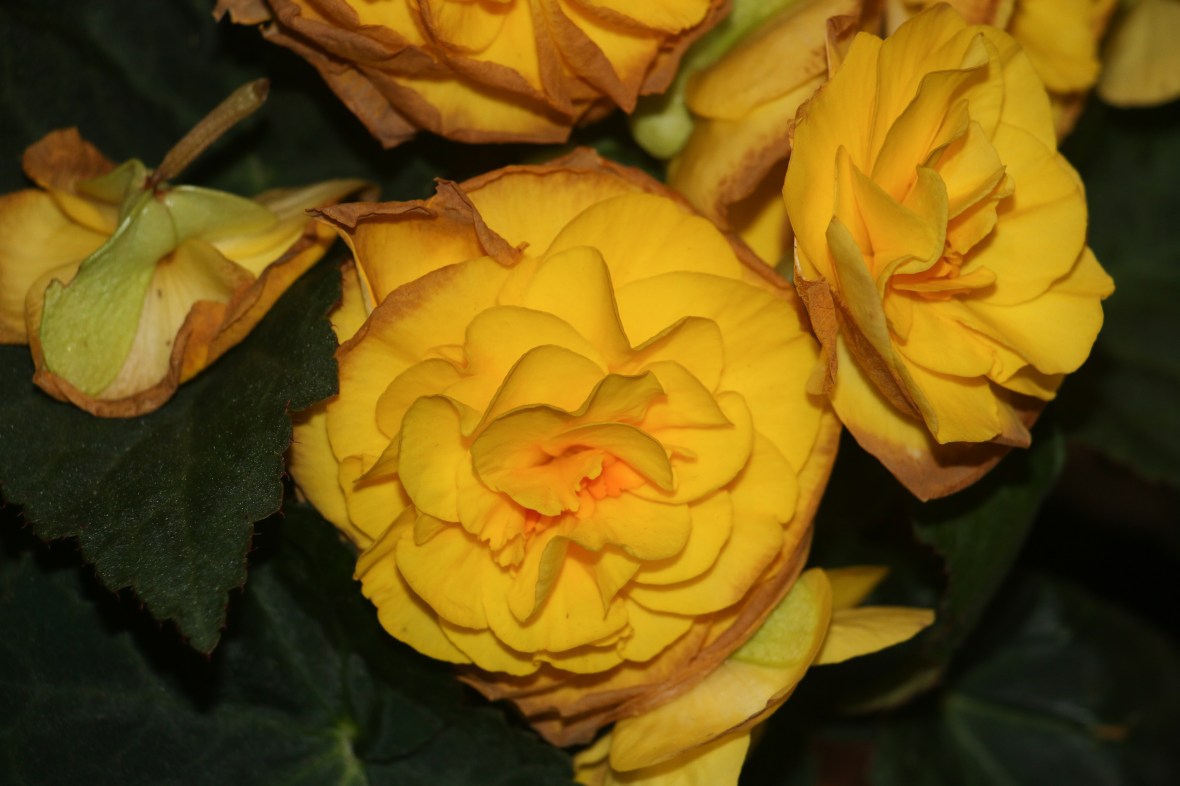 Decaying Begonias "Golden Yellow"