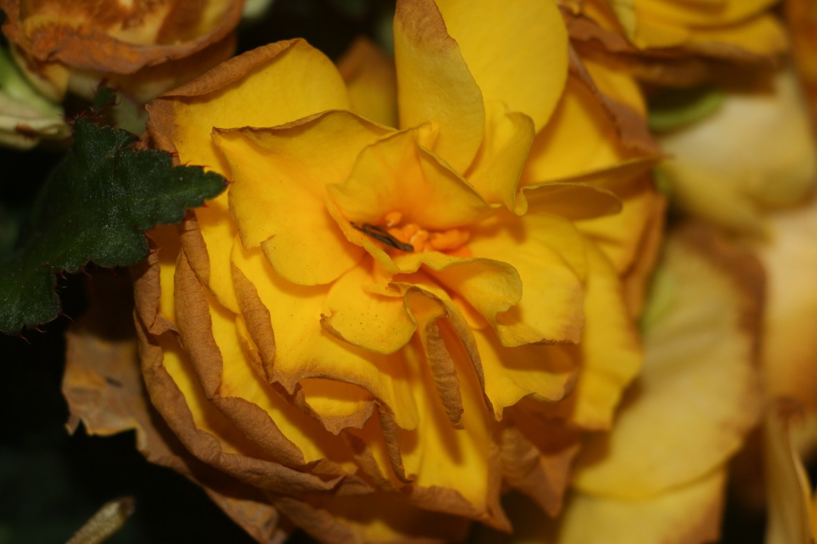 Decaying Begonias "Golden Yellow" 2