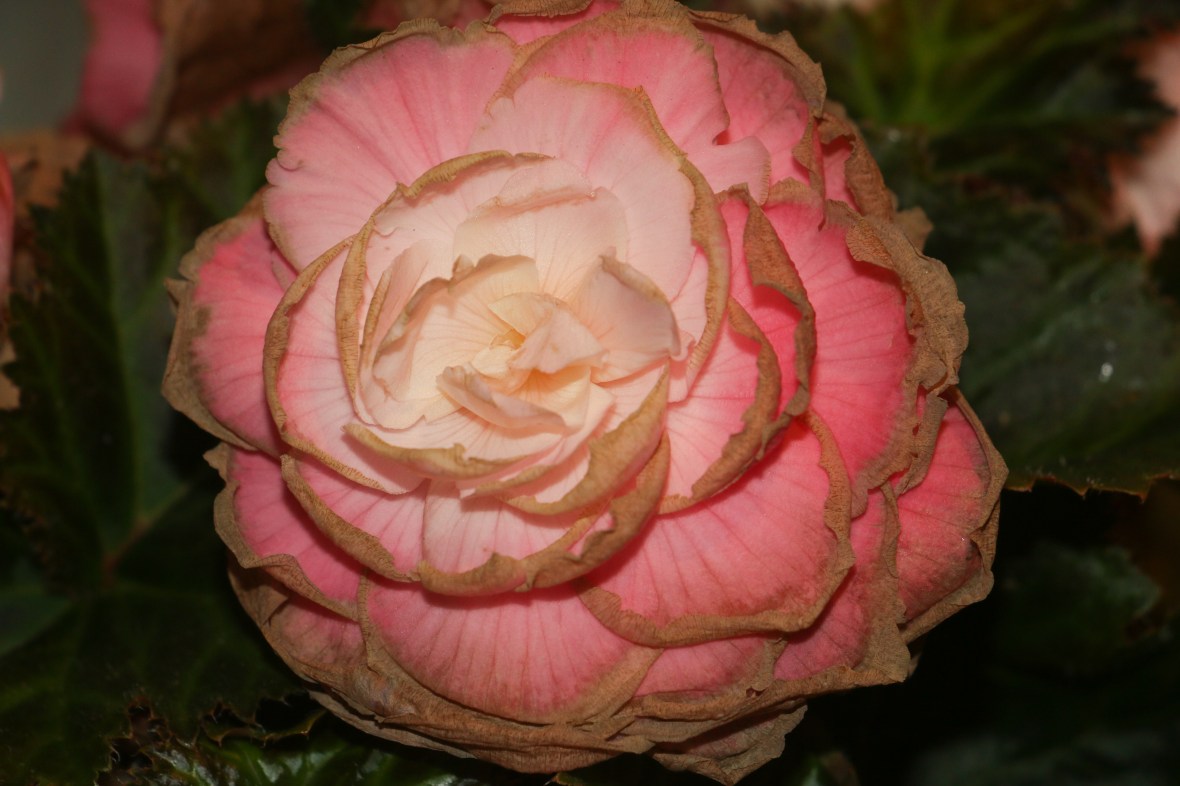 Decaying Flowers "Pink Begonias"