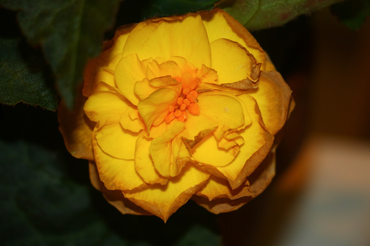Decaying Begonias "Golden Yellow" Close Up
